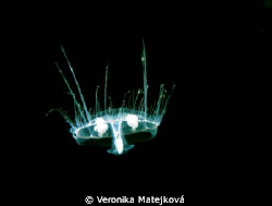 One small  jellyfish by Veronika Matějková 